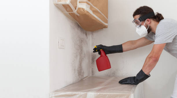 Professional Basement Mold Removal technician working in Port Angeles, WA