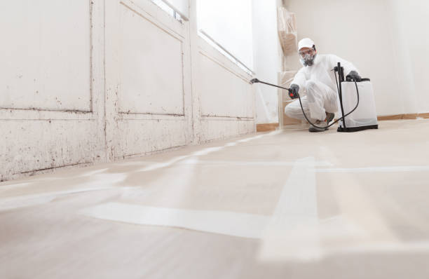 24/7 Emergency Basement Mold Removal experts in Port Angeles, WA