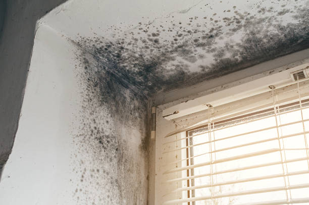 Affordable Basement Mold Removal solutions in Port Angeles, WA