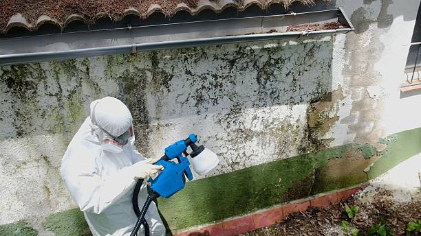 Top rated local Basement Mold Removal specialists in Port Angeles, WA